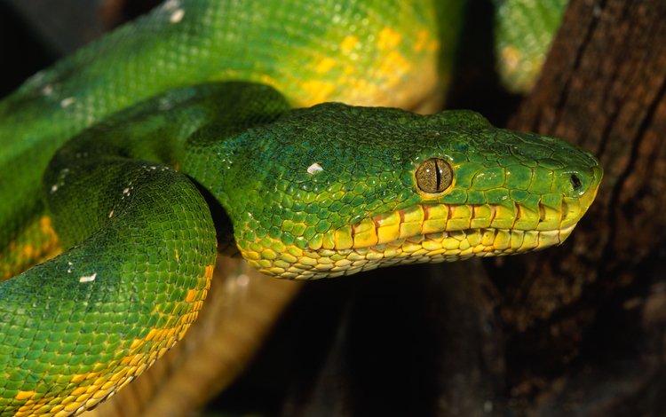 глаза, змея, зеленая, чешуя, eyes, snake, green, scales