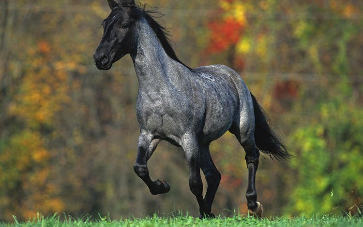 лошадь, природа, лес, луг, жеребец, horse, nature, forest, meadow, stallion