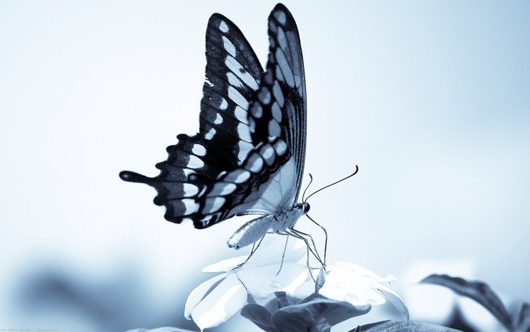бабочка, крылья, хоботок, butterfly, wings, proboscis