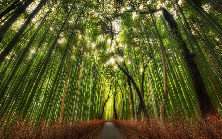 тропинка, бамбук, китай, роща, path, bamboo, china, grove