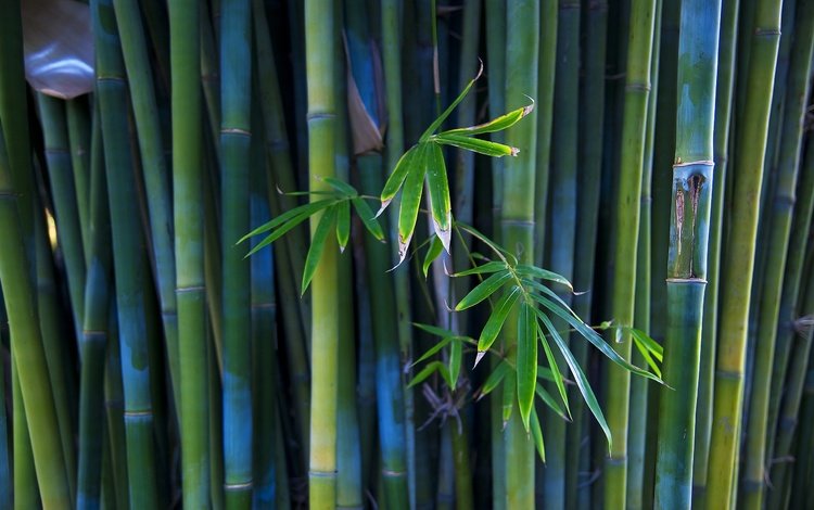 стволы, бамбук, растение, trunks, bamboo, plant