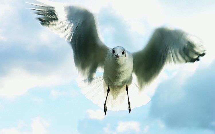небо, полет, чайка, the sky, flight, seagull