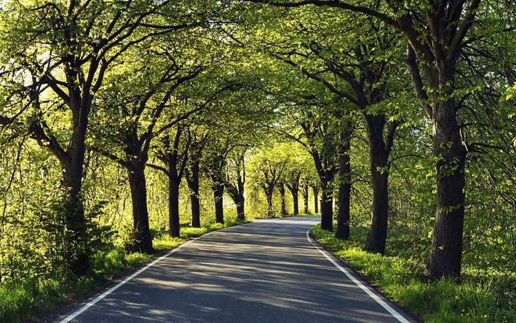 дорога, деревья, асфальт, road, trees, asphalt