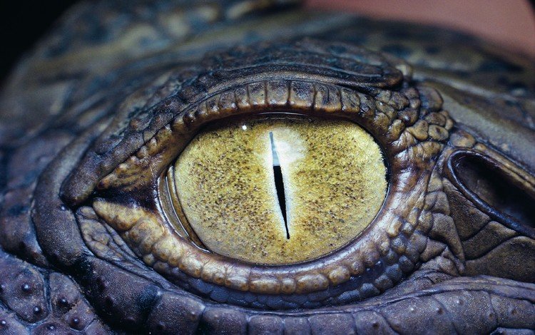 глаз, крокодил, рептилия, крупным планом, пресмыкающиеся, eyes, crocodile, reptile, closeup, reptiles