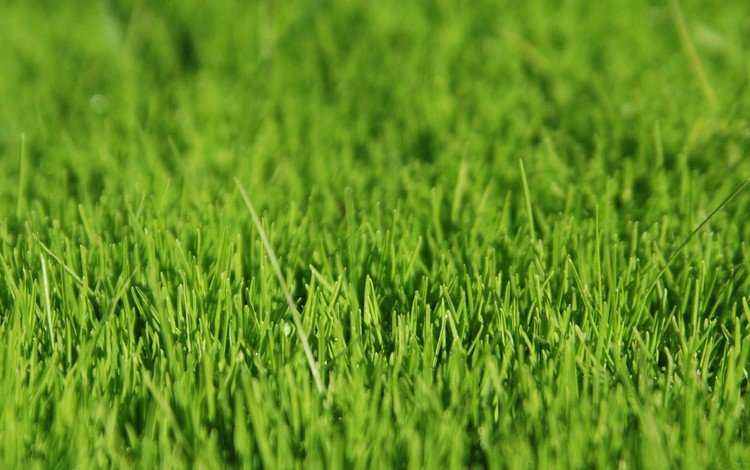 трава, зелёный, grass, green
