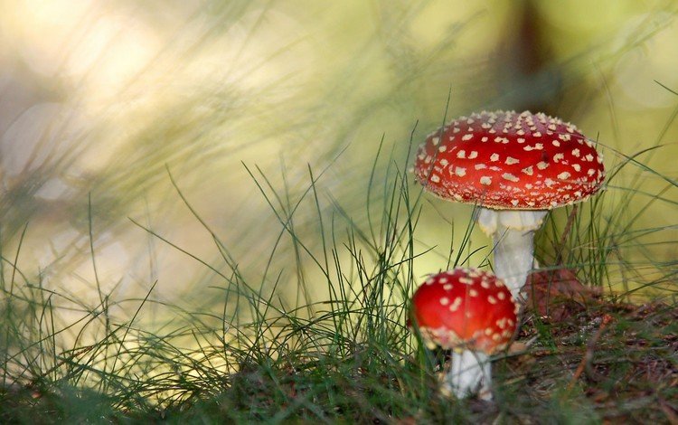 трава, зелень, грибы, паганки, яд, grass, greens, mushrooms, paganki, poison