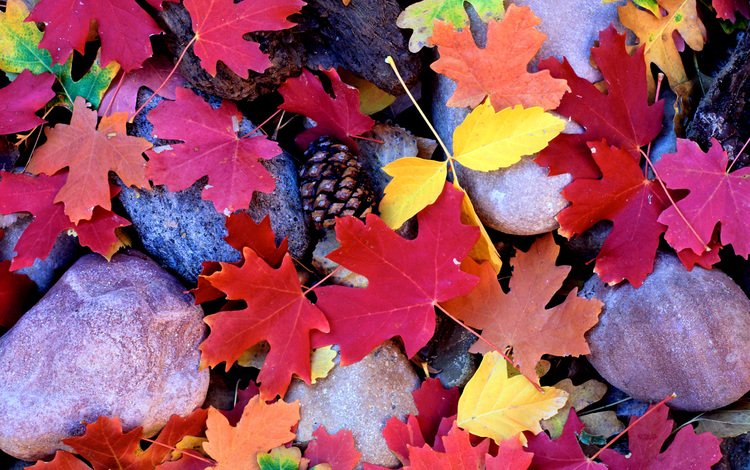 камни, листья, осень, клен, шишки, stones, leaves, autumn, maple, bumps