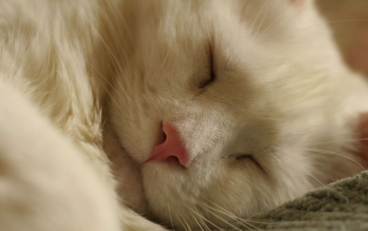 кот, белый, спит, cat, white, sleeping