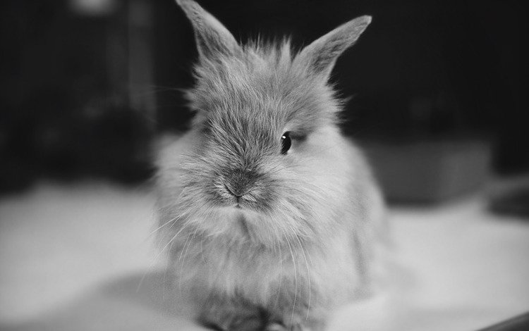чёрно-белое, кролик, животное, уши, black and white, rabbit, animal, ears