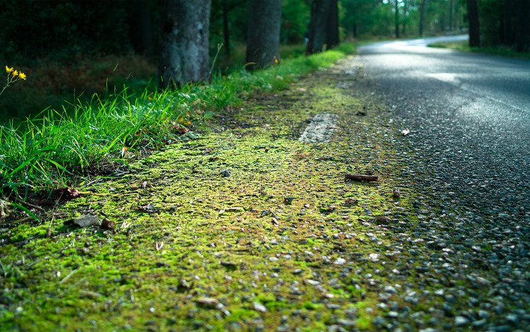 дорога, трава, лес, мох, обочина, road, grass, forest, moss, roadside