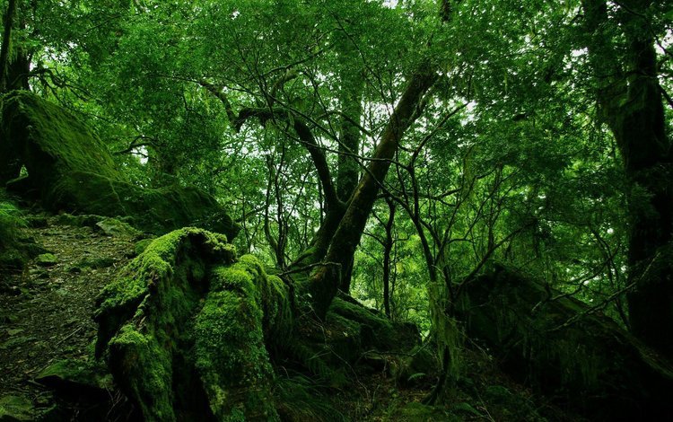 деревья, природа, зелень, обои, лес, trees, nature, greens, wallpaper, forest