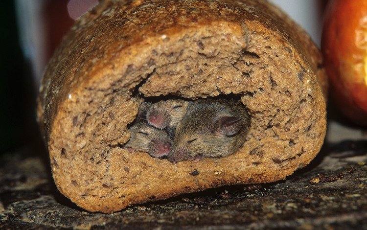 хлеб, мыши, нора, bread, mouse, nora