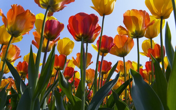 цветы, весна, тюльпан, нидерланды, flowers, spring, tulip, netherlands