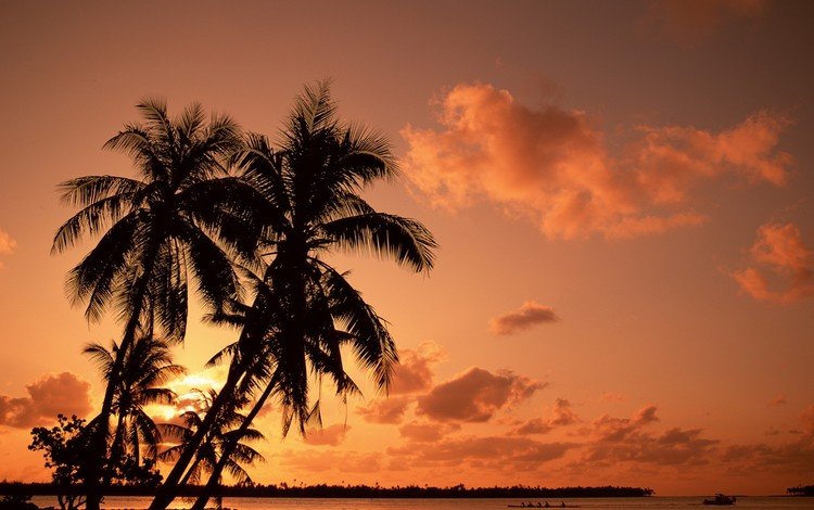 закат, пальмы, отпуск, sunset, palm trees, vacation