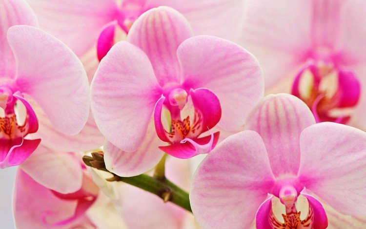 цветок, букет, розовый, орхидея, flower, bouquet, pink, orchid