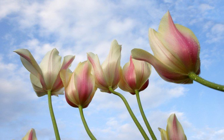 небо, весна, тюльпан, the sky, spring, tulip
