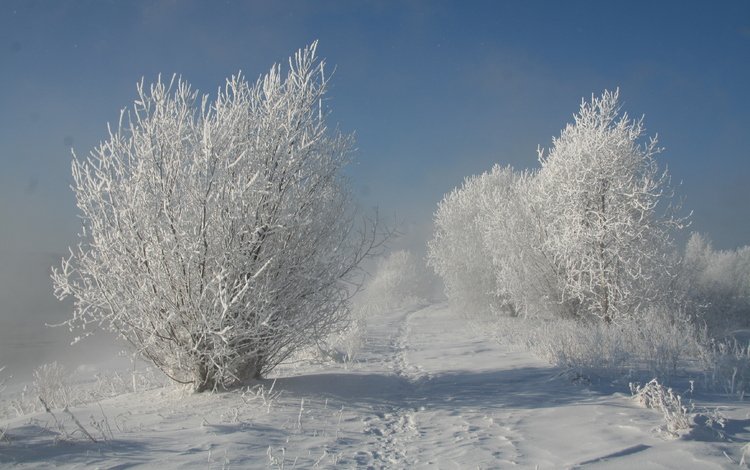 деревья, снег, природа, зима, trees, snow, nature, winter