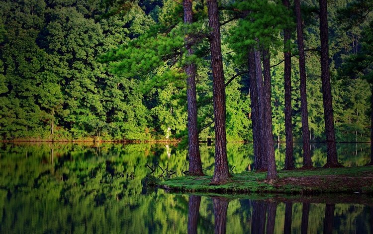 деревья, река, природа, лес, ели, отражение в воде, trees, river, nature, forest, ate, the reflection in the water
