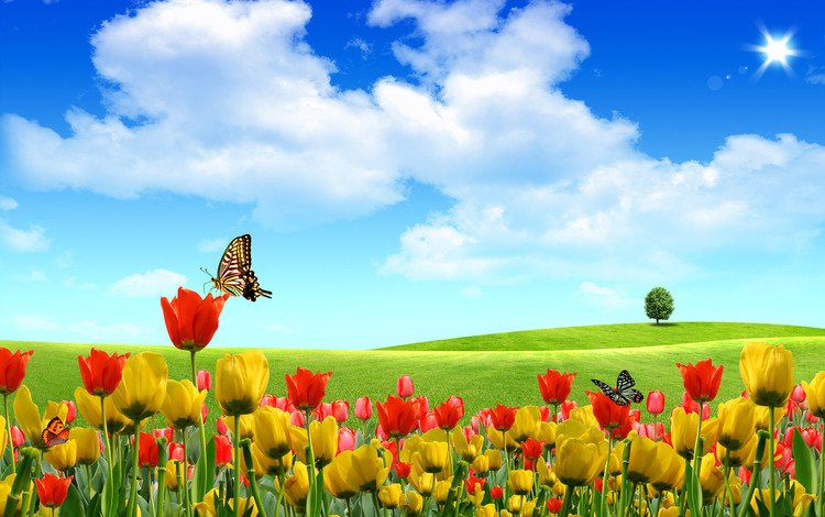 небо, цветы, природа, лето, тюльпаны, бабочки, the sky, flowers, nature, summer, tulips, butterfly