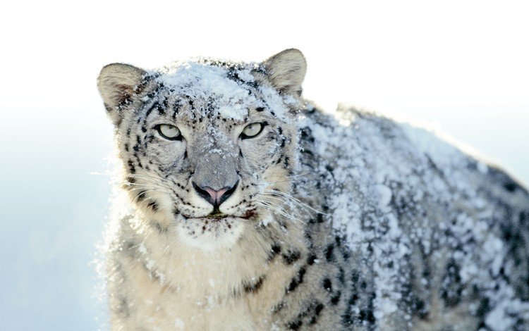 снег, снежный барс, ирбис, snow, snow leopard, irbis
