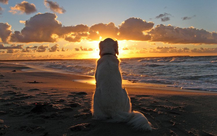 закат, море, собака, ожидание, sunset, sea, dog, waiting