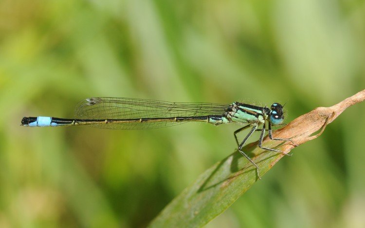 зелёный, лист, стрекоза, green, sheet, dragonfly