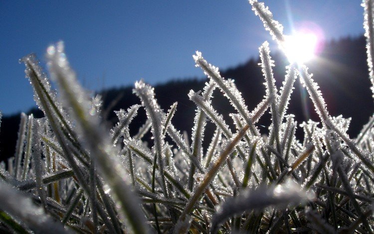 трава, лёд, grass, ice