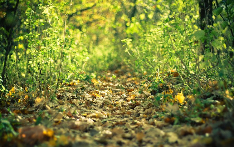 лес, листья, осень, тропа, forest, leaves, autumn, trail