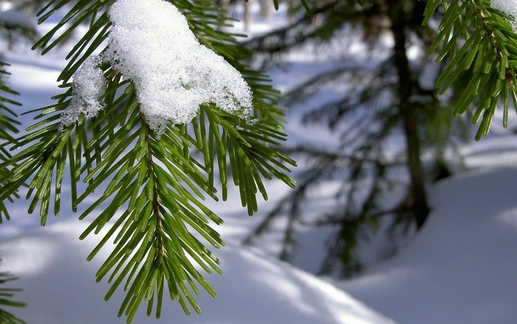 ветка, снег, хвоя, зима, макро, иголки, branch, snow, needles, winter, macro