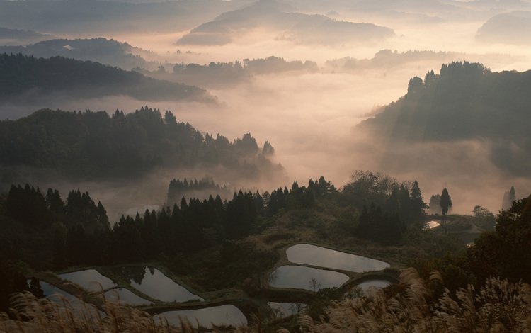 лес, туман, япония, forest, fog, japan