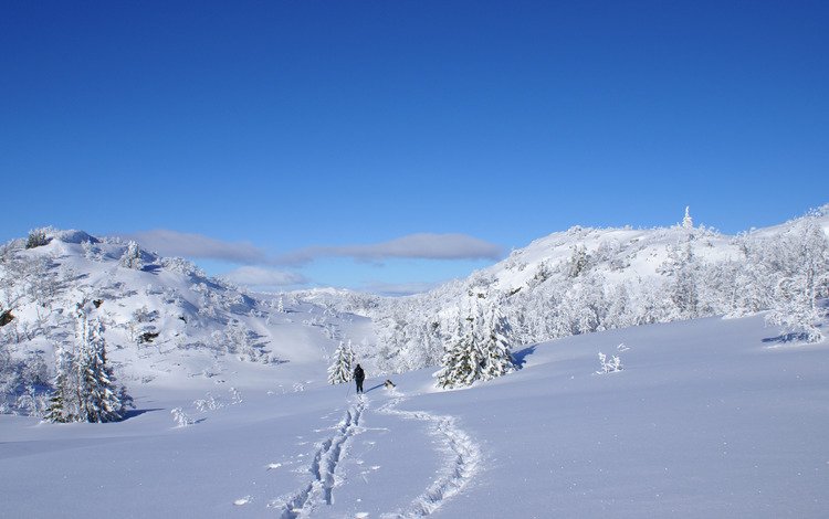солнце, снег, зима, собака, блеск, елочки, лыжник, the sun, snow, winter, dog, shine, christmas trees, skier