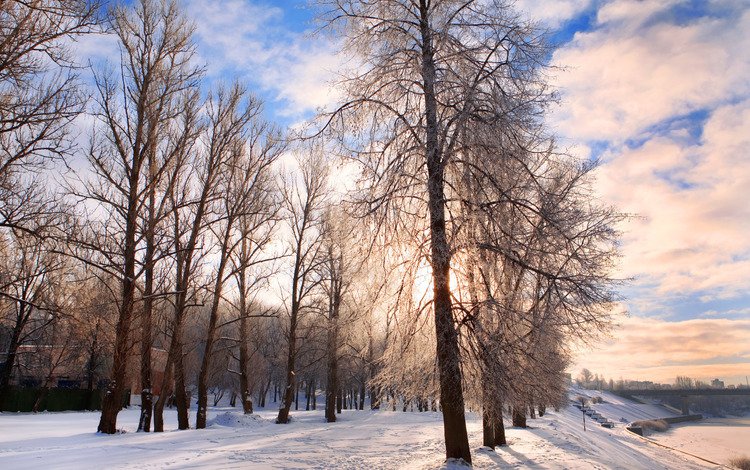 деревья, снег, природа, зима, парк, trees, snow, nature, winter, park
