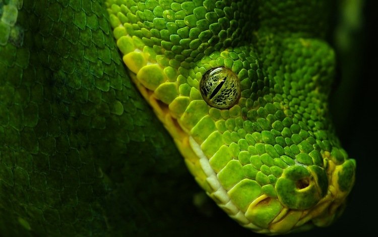зелёный, черный, змея, глаз, green, black, snake, eyes