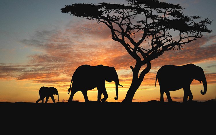 деревья, вечер, животные, закат солнца, африка, слоны, саванна, nature animals wallpapers, trees, the evening, animals, sunset, africa, elephants, savannah