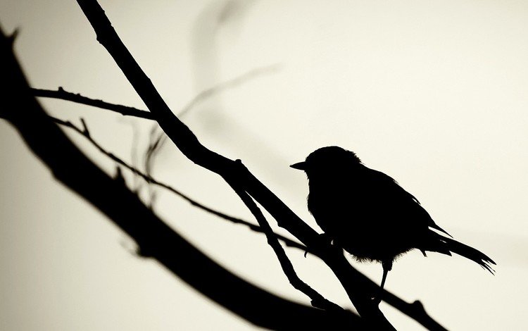 черный, птица, силуэт, black, bird, silhouette