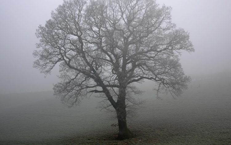 дерево, туман, поле, tree, fog, field
