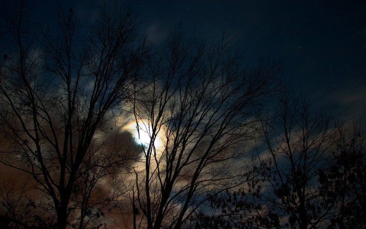 ночь, деревья, луна, night, trees, the moon