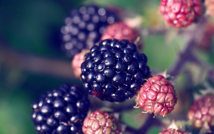 ягода, растение, ежевика, berry, plant, blackberry