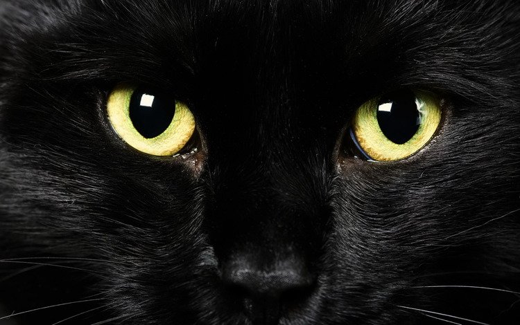 глаза, фон, взгляд, черный кот, крупным планом, eyes, background, look, black cat, closeup