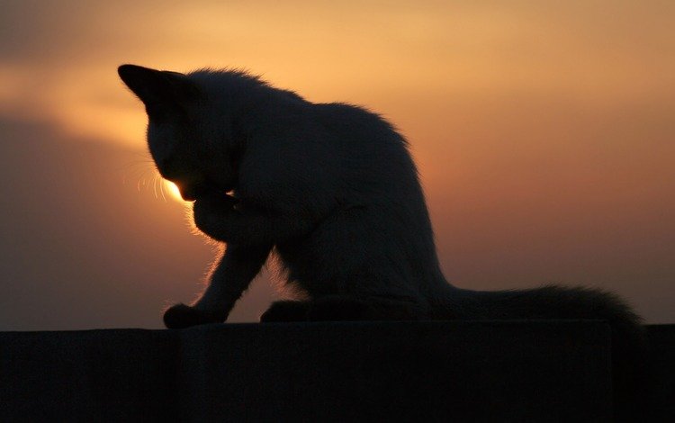 закат, котенок, умывается, sunset, kitty, washes