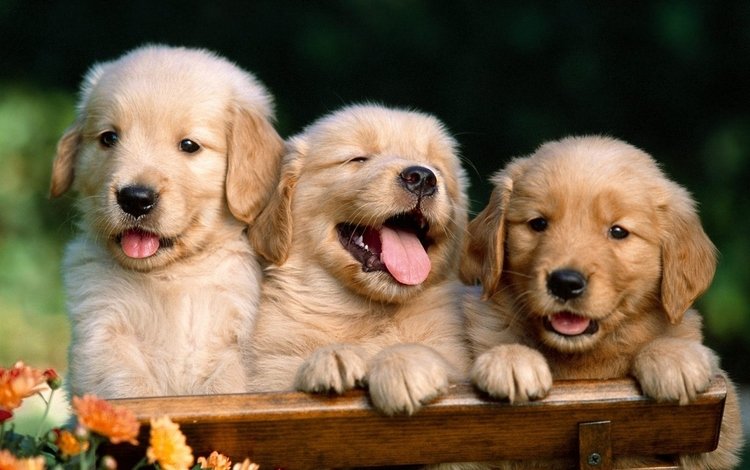 взгляд, щенки, собаки, мордочки, лабрадо, забавные, золотистый ретривер, look, puppies, dogs, faces, labrado, funny, golden retriever