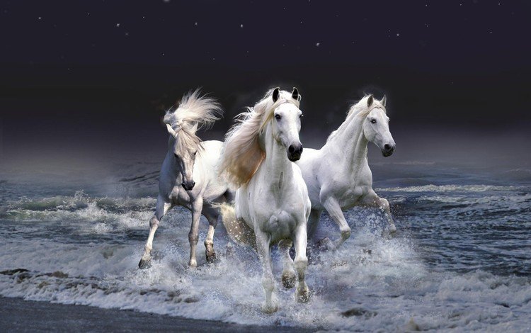 небо, копыта, лошадь, вода, волны, белые, лошади, кони, грива, бег, running, the sky, hooves, horse, water, wave, white, horses, mane