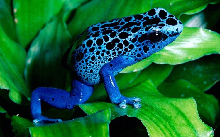 лист, лягушка, синяя, лягуха, амфибия, земноводные, древолаз, sheet, frog, blue, amphibian, amphibians, dendrobates