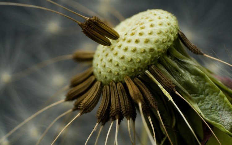 одуванчик, семена, dandelion, seeds
