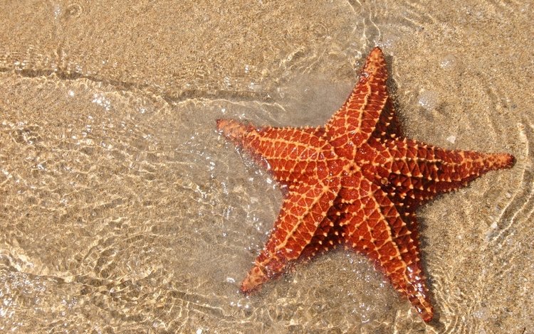 песок, морская, звезда, океан, sand, sea, star, the ocean