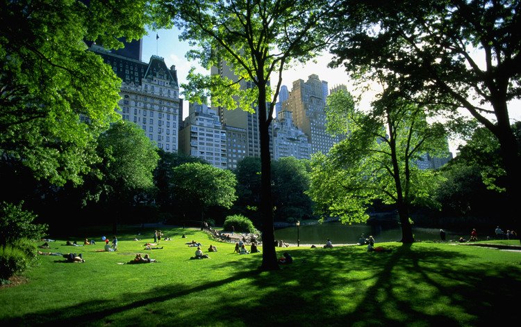 парк, нью-йорк, отдых, park, new york, stay