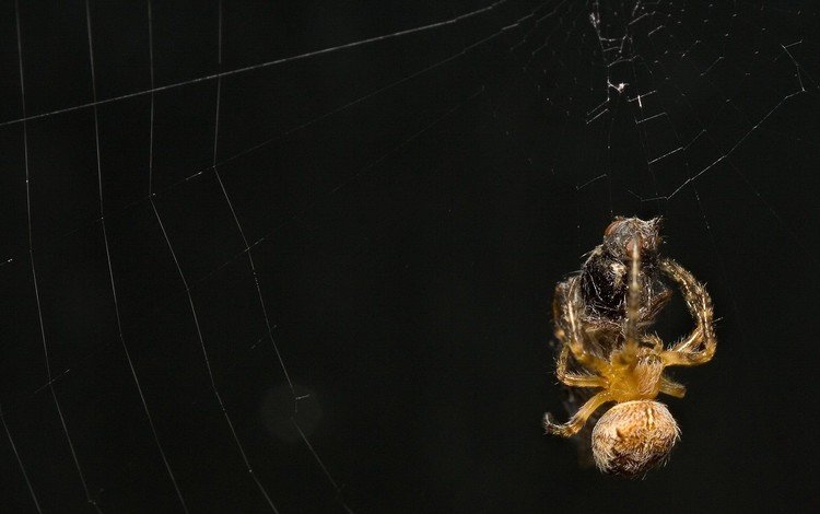 черный фон, жертва, паук, паутина, black background, the victim, spider, web