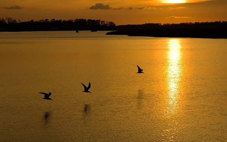 озеро, закат, птицы, lake, sunset, birds
