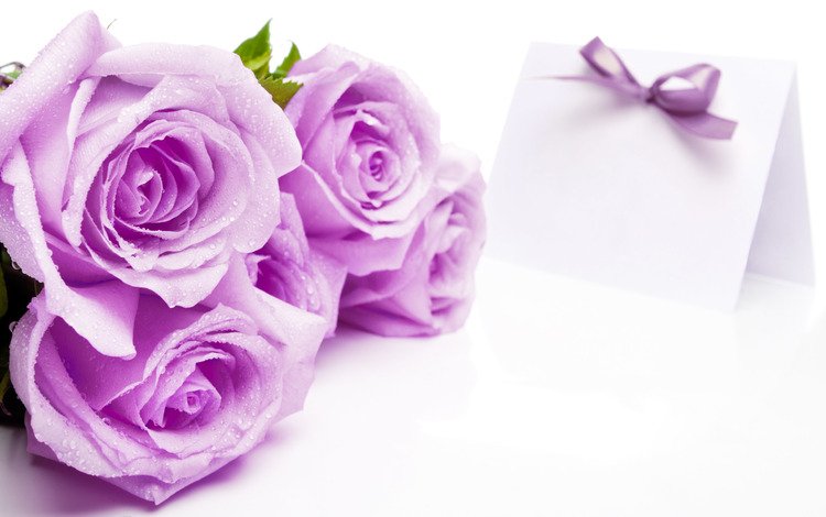 цветы, розы, лавандовый, flowers, roses, lavender