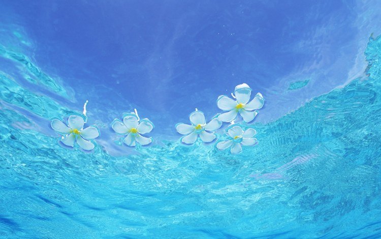 цветы, вода, глубина, прозрачная, flowers, water, depth, transparent